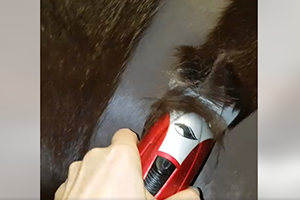 Czysta sierść to czyste strzyżenie!